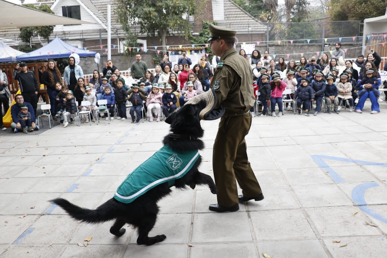 canina 4